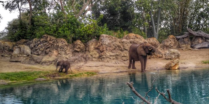 2656x1494 Animal Kingdom in Florida HD wallpaper