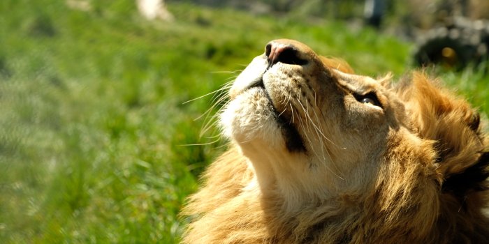 6000x4000 Free stock photo of 4k wallpaper, animal, Animal Kingdom