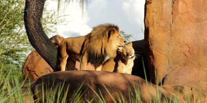 2560x1440 Lion And Lioness Kissing Animal Wallpaper Hd Background - Disney