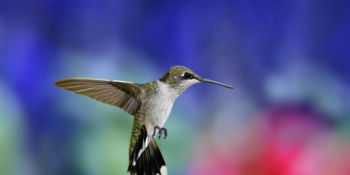 1600x1000 art pictures: Hummingbird Wallpapers