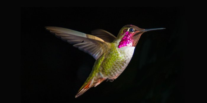 1920x1080 Hummingbird HD Wallpaper | Background Image | 1920x1080 | ID:687385