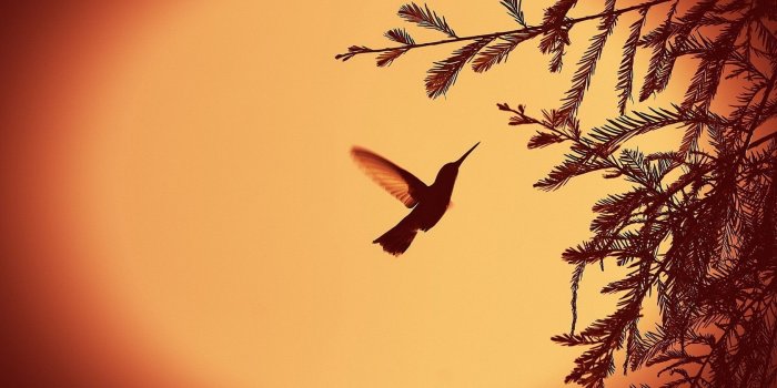 1680x1050 nature leaves silhouette monochrome hummingbirds 1680x1050 wallpaper