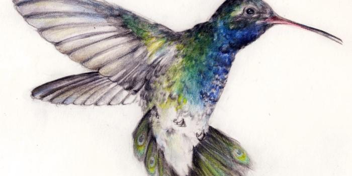 1329x1329 Hummingbird/peacock pencil Crayon 8.5x11 | Art | Hummingbird