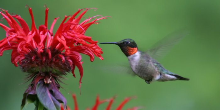 3072x2048 Ruby Throated Hummingbirds And Flowers HD Wallpaper, Background Images