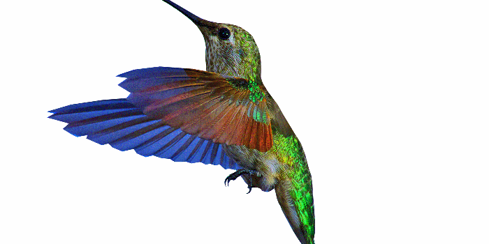 1400x960 Hummingbirds - Hummingbirds shabiki Art (38571264) - fanpop