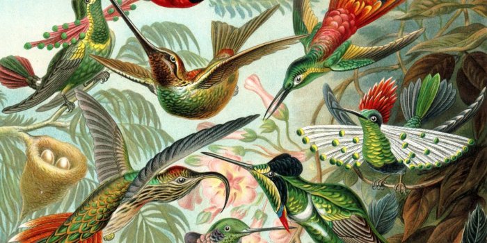 1437x1280 Bird artwork Wallpaper by paganuploads - 3e - Free on ZEDGE™