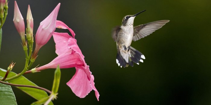 1680x1050 Crow Girl Fantasy Art wallpaper | 1920x1200 | #10245