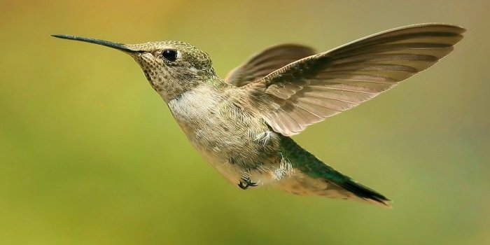 1920x1080 world hummingbirds 1920x1080 wallpaper High Quality Wallpapers,High