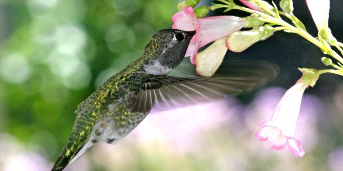 1920x1200 Wallpaper Birds: Fast Animal Bird Hummingbird Pretty Flowers Little