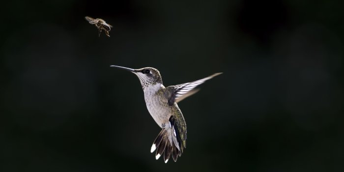 2560x1600 Hummingbird Art Wallpaper - 0425
