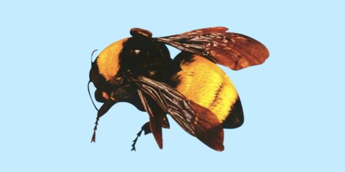 750x1334 Golf Wang Iphone Wallpaper | (48++ Wallpapers)