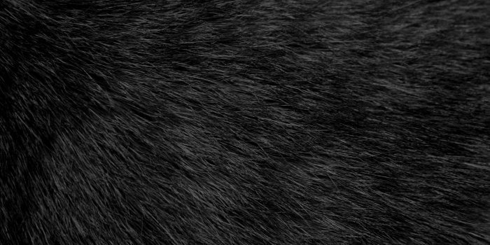 3888x2592 Black Cat Fur Texture THE VERY NATURE OF BLACK | THE VERY NATURE OF