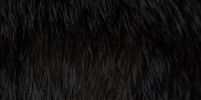 1366x768 Download Black Fur Wallpaper (58+) - Free Wallpaper For your screen.
