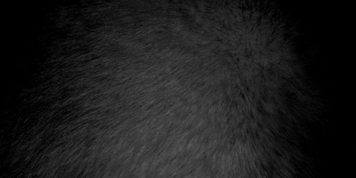 3888x2592 Black Fur Texture Picture | Free Photograph | Photos Public Domain
