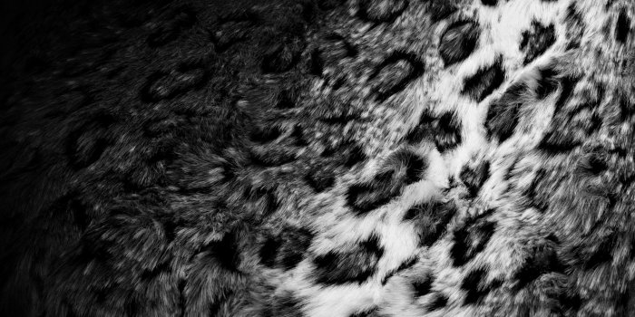 1920x1080 3396764 1920x1080 Skin, Fur, Leopard, Black white, Texture wallpaper