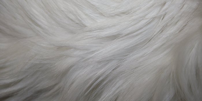 3888x2592 32+] White Fur Wallpaper on WallpaperSafari