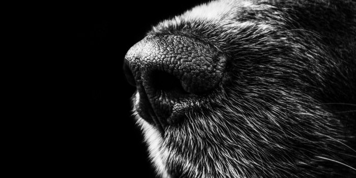 3840x2560 3030182 animal, black, black and white, close up, dark, dog, fur