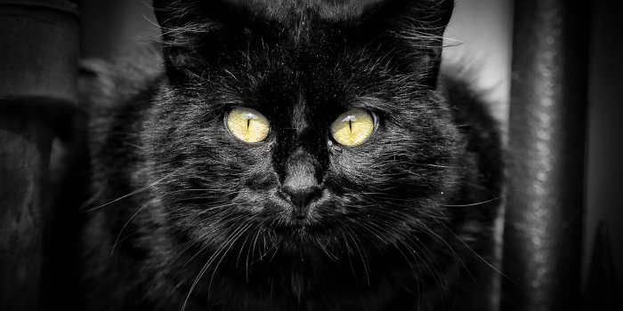 1920x1200 HD wallpaper: white and black fur cat, blue eyes, whiskers, blurred