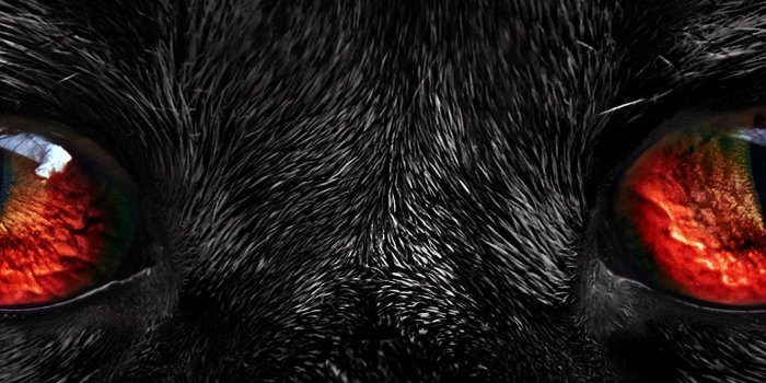1332x850 Wallpaper black, red eyes, Fur images for desktop, section текстуры
