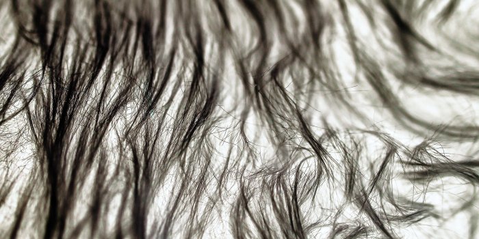 3840x2400 Download Black Fur Wallpaper(58+) - Free Desktop Backgrounds