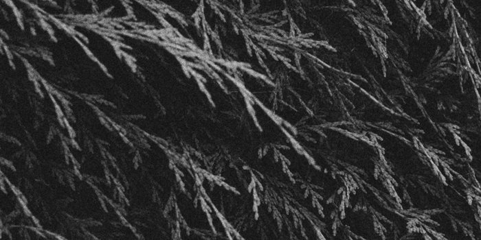 1242x2208 Tree Green Leaf Summer Pattern Nature Dark Bw Android wallpaper