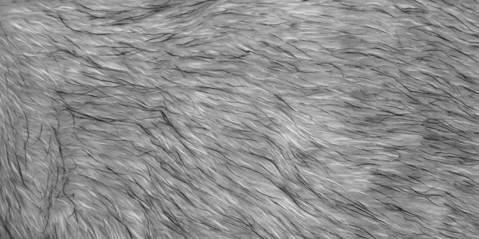 1024x768 Grey Fur Wallpaper Group (66+), Download for free