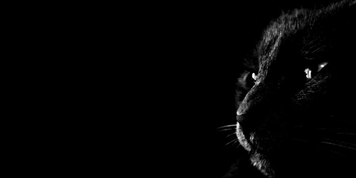 1504x855 Black Persian Cat Dark Animal Wallpaper | Barong Wallpapers