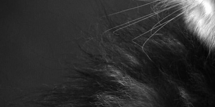 1242x2208 Black N White Cat Looking Up | Download Wallpapers