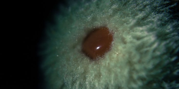 3840x2560 3023950 black, close up view, dark, fur, macro, night, nose, red