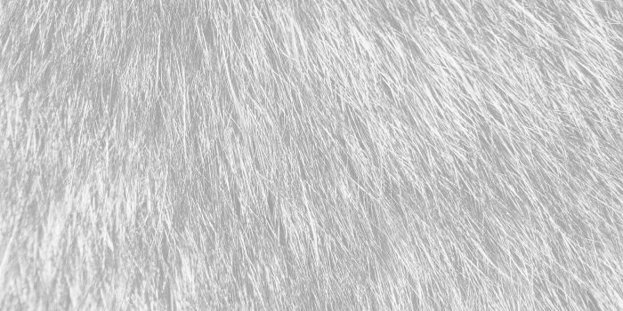 2448x2448 White Fur Wallpaper - (36+ images)