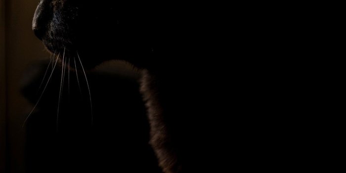 1280x720 Night, Animal, Pet, Eyes, HD Grayscale Images, Monochrome Wallpapers