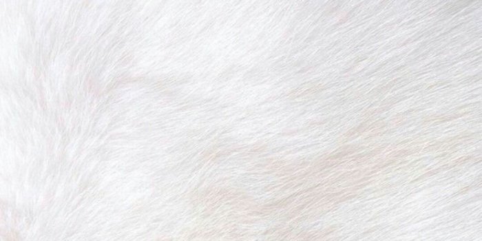 1080x1920 Fur Wallpaper (52+ images)