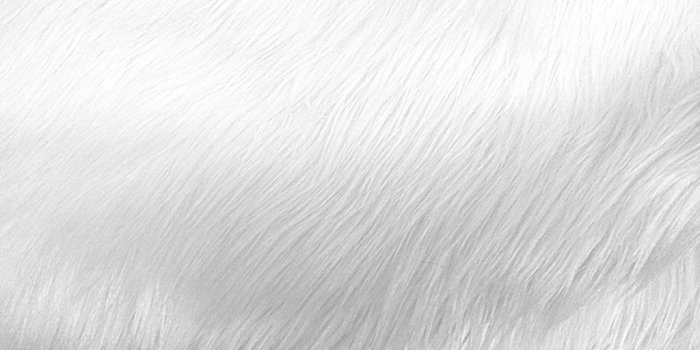 1024x768 White Fur Wallpaper ,free download, (36) - cerc-ug.org