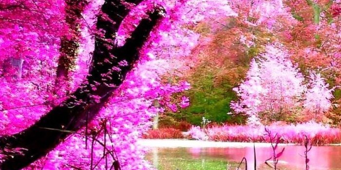 1080x1920 Beautiful Pink Nature iPhone Wallpaper | 2019 3D iPhone Wallpaper