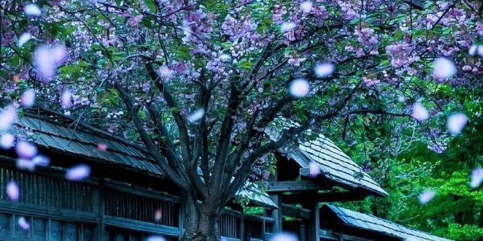 1080x1920 Wallpapers Beautiful Spring | 2019 3D iPhone Wallpaper