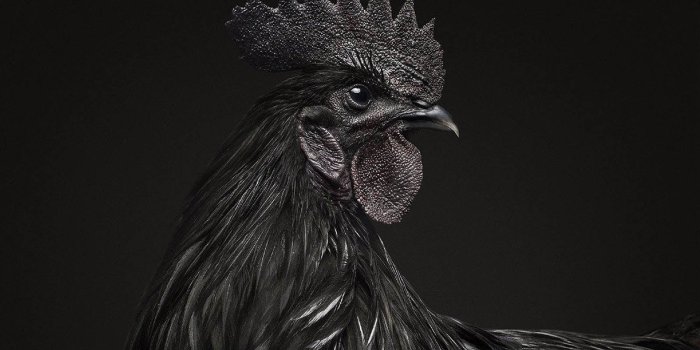 1600x900 Ayam Cemani: This Chicken Is Completely Black, Inside and Out
