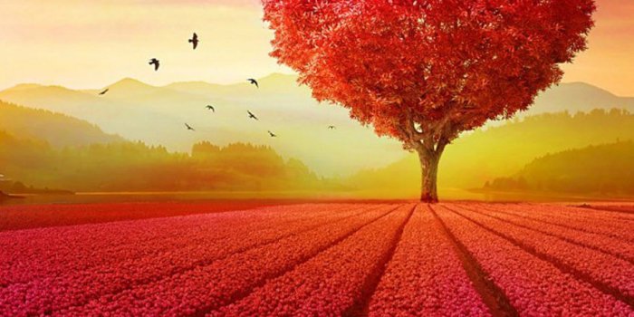 950x1689 Download Love Heart Shape Tree Flowers Free Pure 4K Ultra HD Mobile