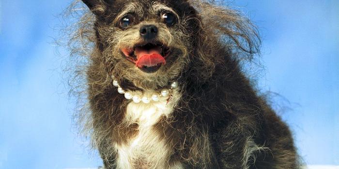 1024x768 46+] Ugly Wallpapers for Desktop on WallpaperSafari