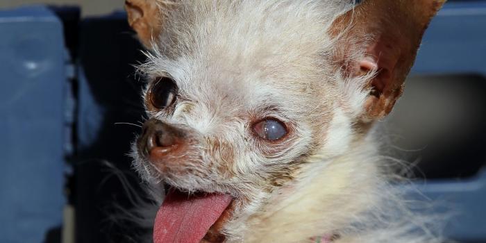 1280x873 46+] Ugly Wallpapers for Desktop on WallpaperSafari