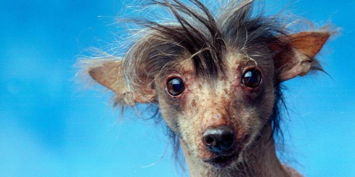 1280x1024 Ugly Dog Wallpapers