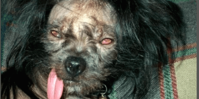 1024x768 Free download Pin Ugly Dog Wallpaper For Desktop 400x300 [1024x768