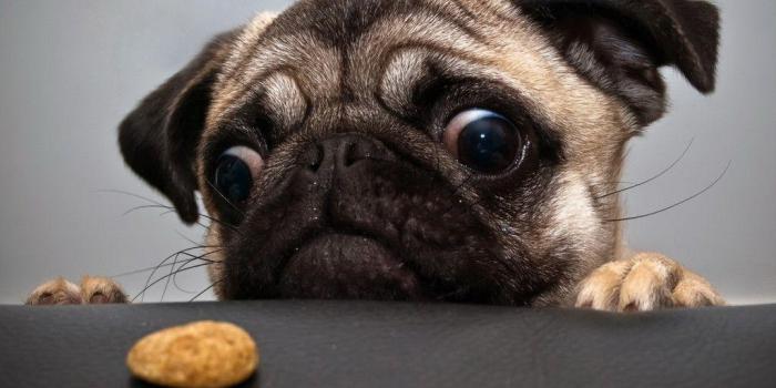 1024x768 Ugly Dog Wallpapers