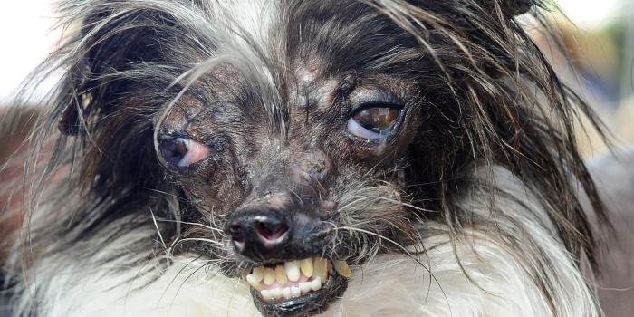 1920x1080 Ugly Dog Wallpapers