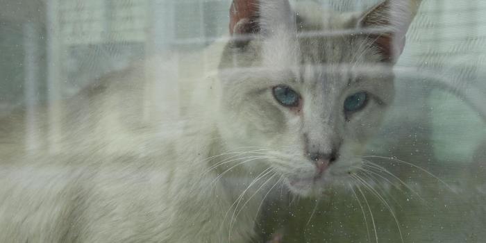 4608x2592 Ugly Face HD desktop wallpaper : Widescreen : High Definition