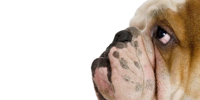 2560x1600 Ugly Dog Wallpapers