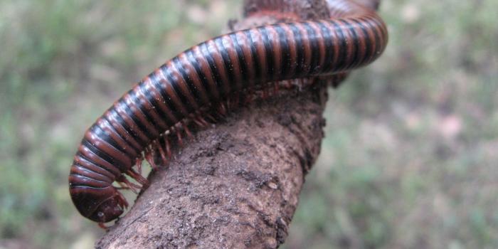 1600x1200 1600x1200 Ugly insect desktop PC and Mac wallpaper