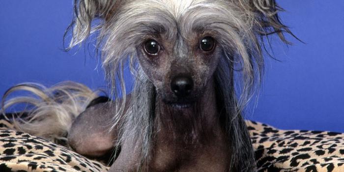 1280x1024 40+ Ugly Animals Wallpapers - Download at WallpaperBro