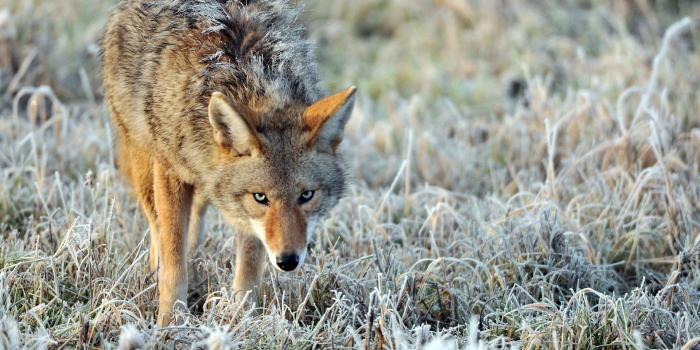 1920x1200 Best 54+ Coyote Backgrounds on HipWallpaper | Coyote Ugly Wallpaper