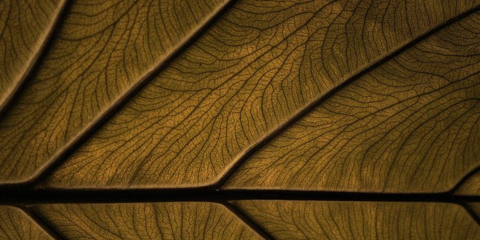 1920x1200 75+ Brown Backgrounds, Wallpapers, Images, Pictures | Design Trends