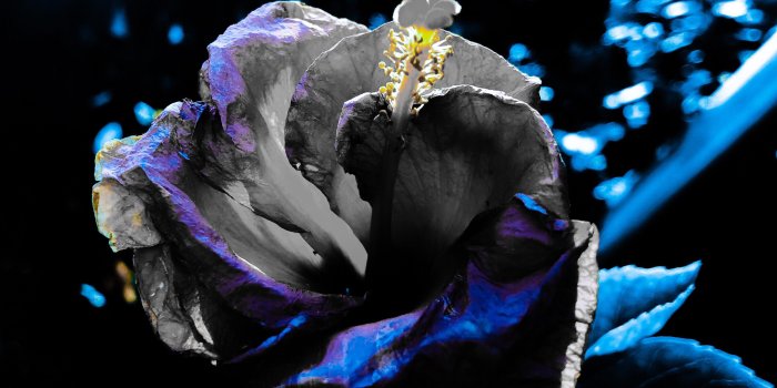 3024x4032 Alien Rose | iPhone Wallpapers - DIY Craft